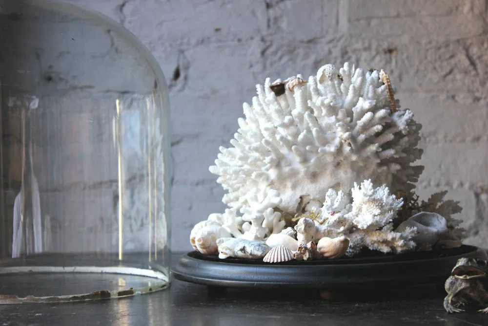 A Fine Pair of Large Dome Cased c.1870s Preserved Acropora Coral Specimens