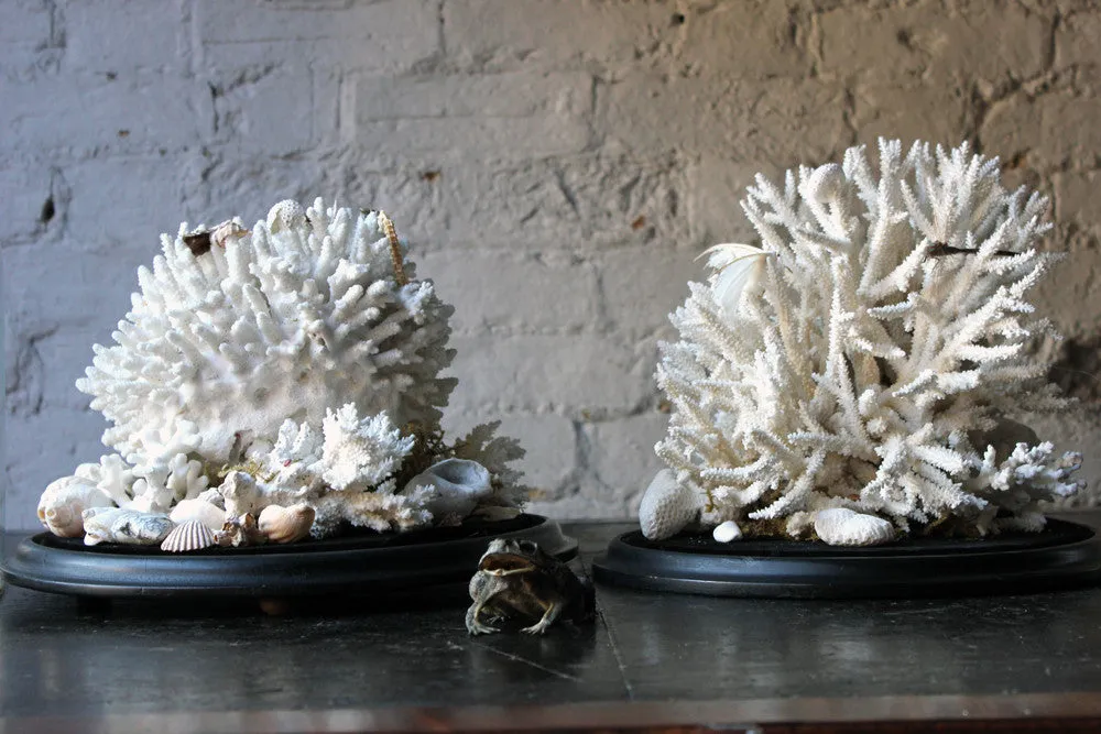 A Fine Pair of Large Dome Cased c.1870s Preserved Acropora Coral Specimens