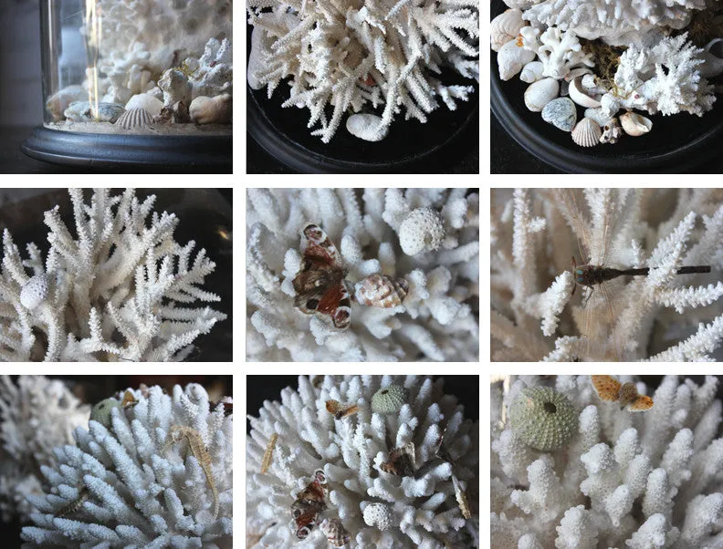 A Fine Pair of Large Dome Cased c.1870s Preserved Acropora Coral Specimens