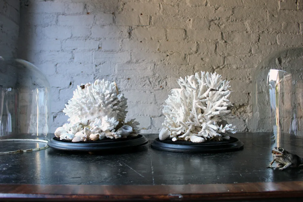 A Fine Pair of Large Dome Cased c.1870s Preserved Acropora Coral Specimens
