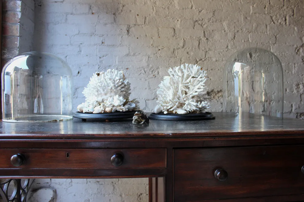 A Fine Pair of Large Dome Cased c.1870s Preserved Acropora Coral Specimens