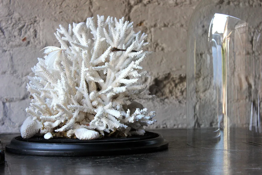 A Fine Pair of Large Dome Cased c.1870s Preserved Acropora Coral Specimens