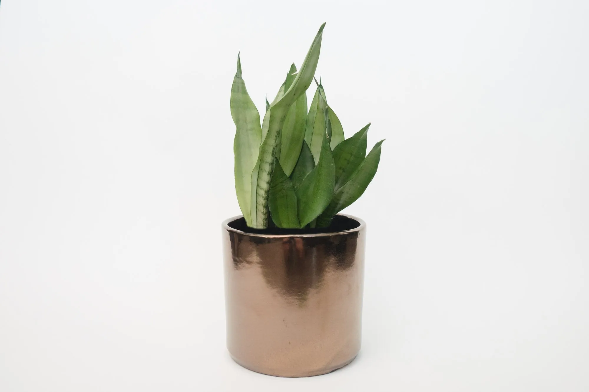 assorted snake plant (Package C)
