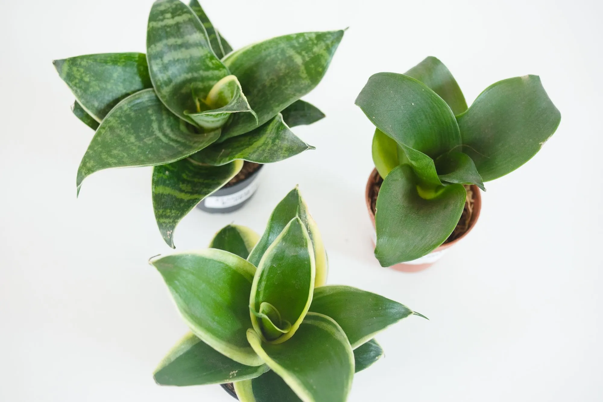 assorted snake plant (Package C)
