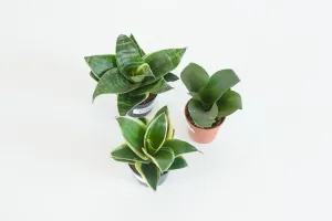 assorted snake plant (Package C)