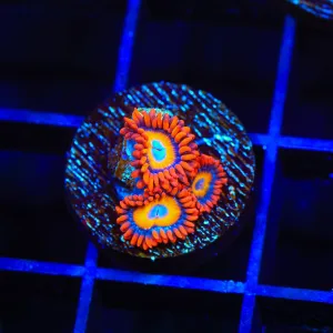 Blue Eye Blondie Zoanthids Coral