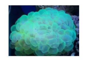 Bubble Green Cultured (Pleroyra spp)