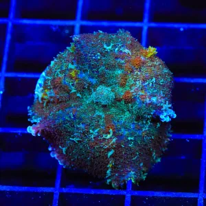 Camo Persian Rug Mushroom Coral