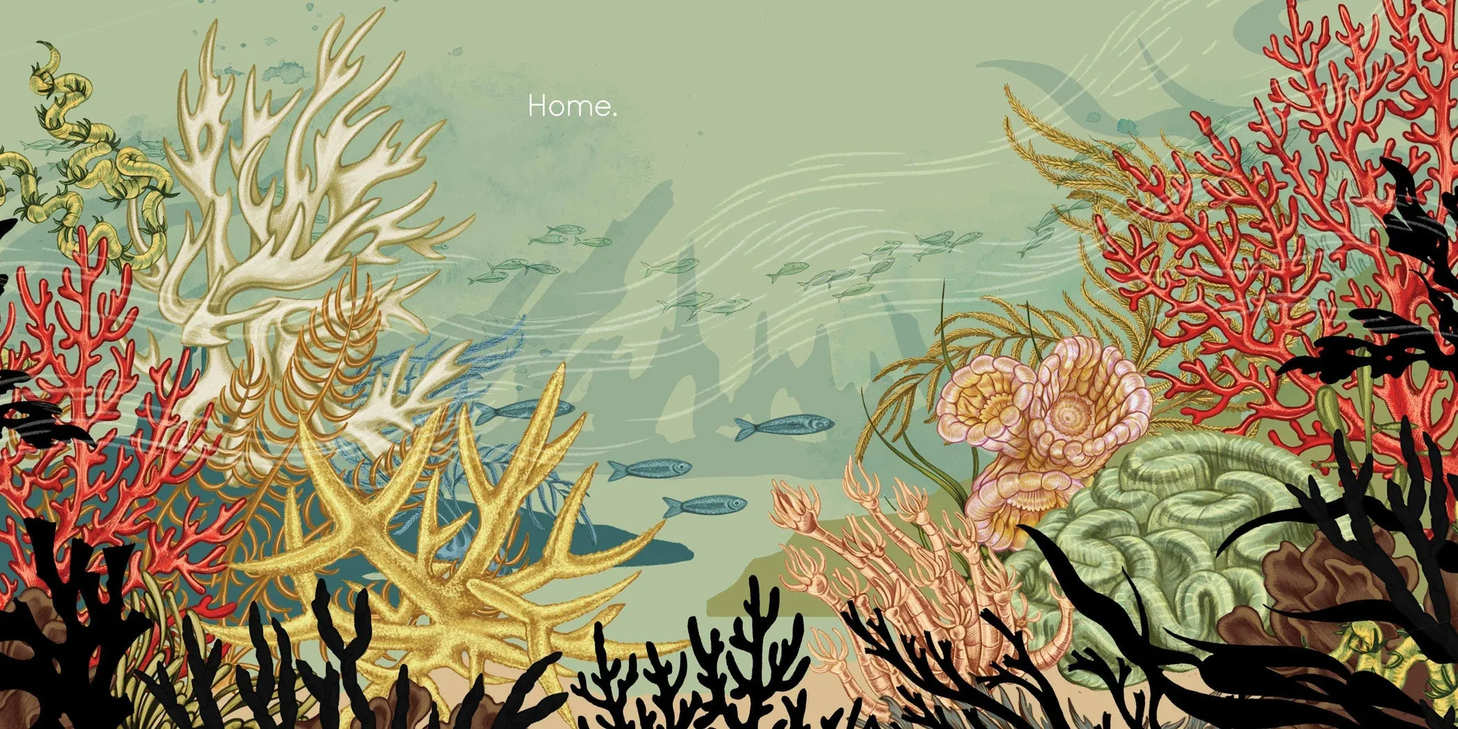 Coral by The Creative Company Shop