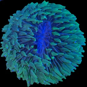 Green Long Tentacle Plate Coral Blue Tips 5"