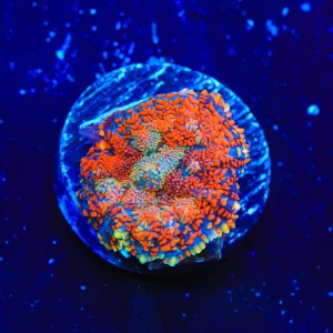 Lava Blaster Rhodactis Mushroom Coral