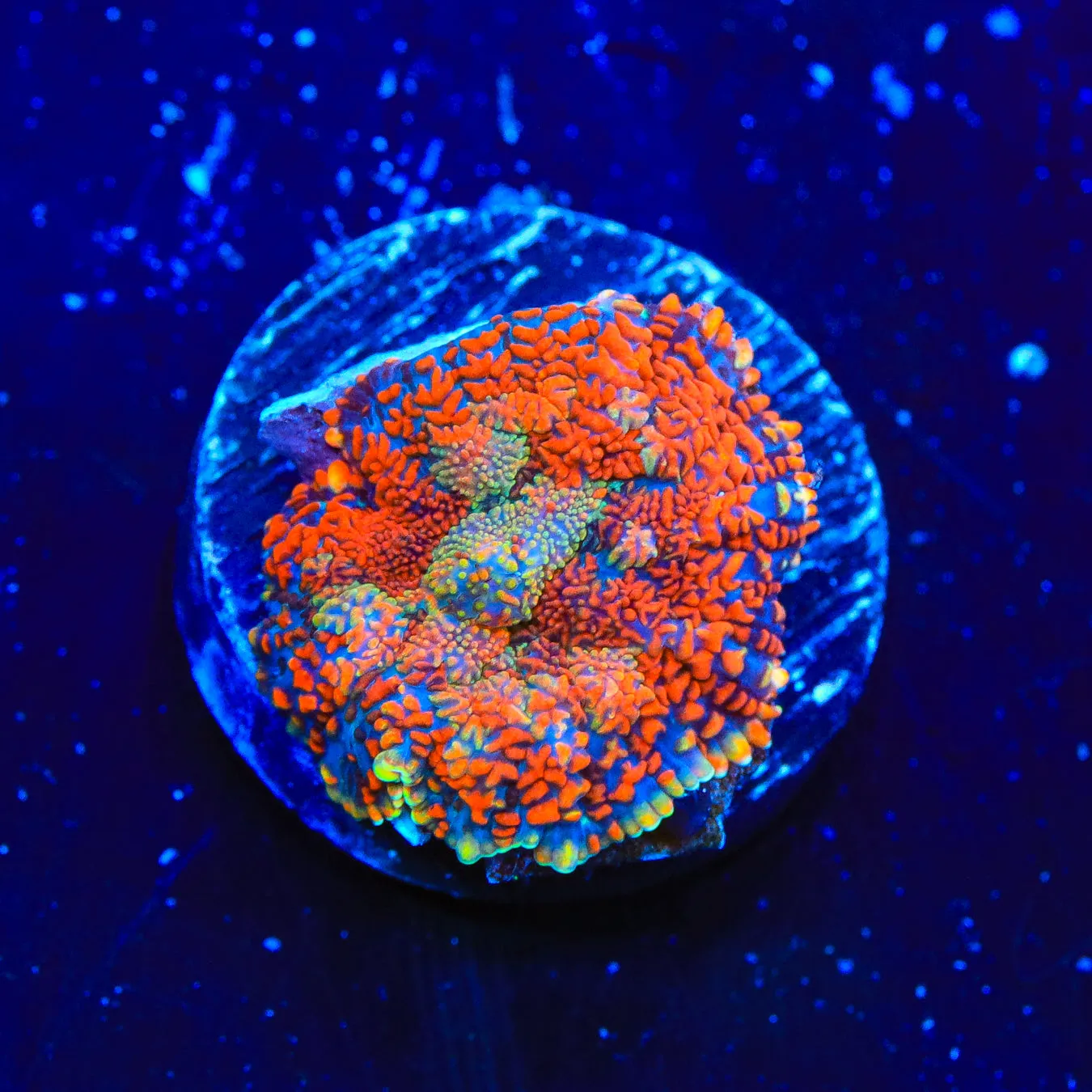 Lava Blaster Rhodactis Mushroom Coral