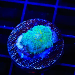 Saint Patrick's Rhodactis Mushroom Coral