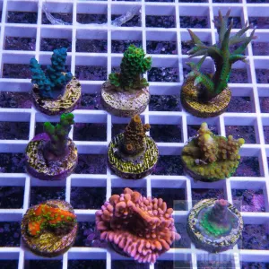 The Killer SPS FRAG PACK- 10, 15 or 20 piece frag pack- We Pick- You Save!