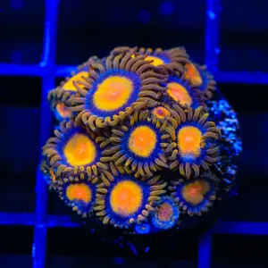 TSA Florida Oranges Zoanthids Coral
