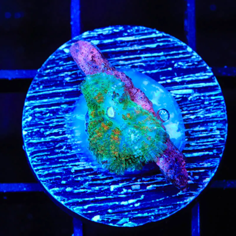 TSA Irish Rhodactis Mushroom Coral