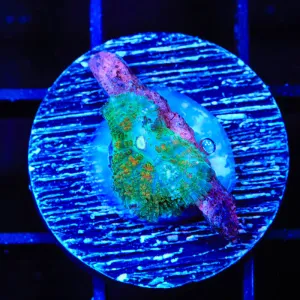 TSA Irish Rhodactis Mushroom Coral