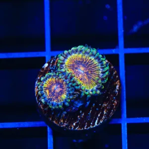 TSA Party On Zoanthids Coral