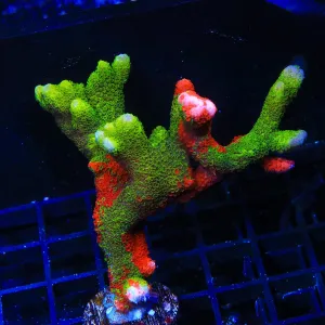 WWC Contraband Grafted Digitata Montipora Colony Coral